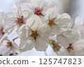 Cherry petals 125747823