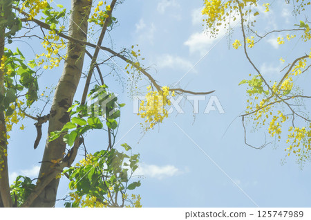 Golden shower , Cassia fistula or pudding pipe tree or Cassia fistula Linn and sky 125747989