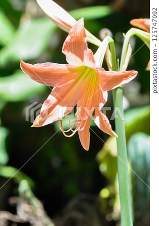 Hippeastrum puniceum , Barbados lily or AMARYLLIDACEAE 125747992