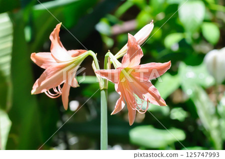 Hippeastrum puniceum , Barbados lily or AMARYLLIDACEAE 125747993