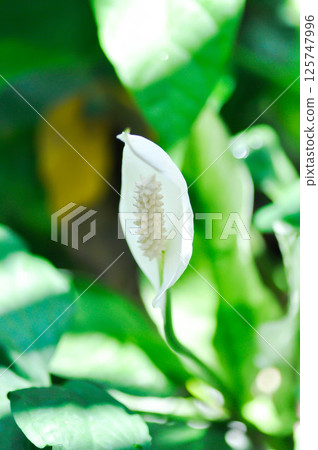 Spathiphyllum cannifolium Dryand ex Sims Schott or Peace lily, Fragrant spathiphyllum or ARACEAE or white flowers Spathiphyllum cannifolium Dryand ex Sims Schott or Peace lily, Fragrant spathiphyllum or ARACEAE or white flowers 125747996