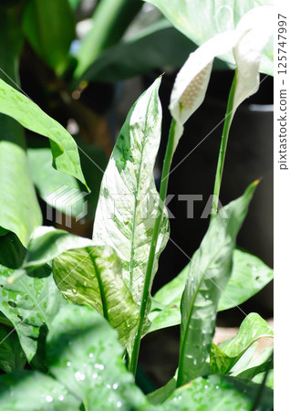Spathiphyllum cannifolium Dryand ex Sims Schott or Peace lily, Fragrant spathiphyllum or ARACEAE or Spathiphyllum Clevelandii or white flowers 125747997