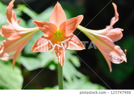 Hippeastrum puniceum , Barbados lily or AMARYLLIDACEAE 125747998