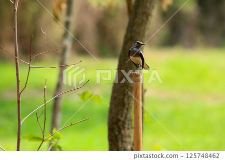 A bird is looking for prey in a tree. A bird is looking for prey in a tree. 125748462