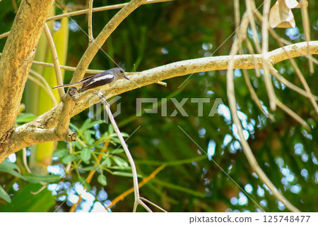 A bird is looking for prey in a tree. 125748477