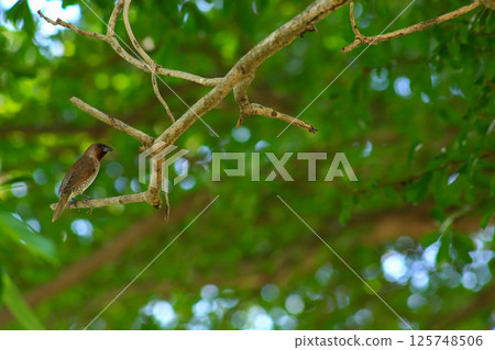 A bird is looking for prey in a tree. A bird is looking for prey in a tree. 125748506