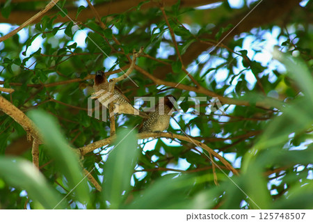A bird is looking for prey in a tree. A bird is looking for prey in a tree. 125748507