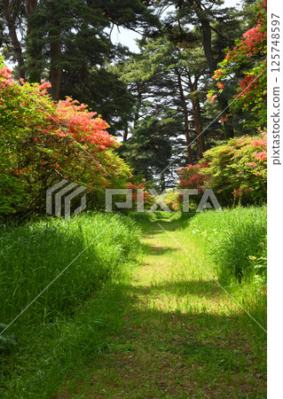 赤城神社參道兩旁的松樹與杜鵑花 125748597