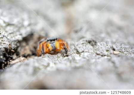 Kataoka Hetri 125748609