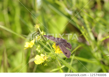 春天，一隻小蝴蝶從黃色草莓花中吸食花蜜（自然環境中的微距攝影） 125748806