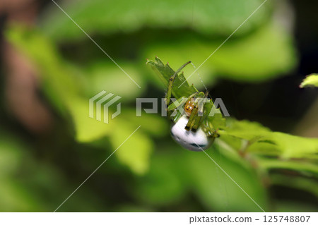 Beautiful white and green ao no origami spider among fresh green leaves (natural light + strobe macro photography) Beautiful white and green ao no origami spider among fresh green leaves (natural light + strobe macro photography) 125748807