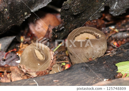 A hairy mushroom, Pueraria lobata, looks just like a kiwi fruit (macro flash photography in natural environment) A hairy mushroom, Pueraria lobata, looks just like a kiwi fruit (macro flash photography in natural environment) 125748809