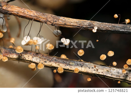 Small Aokibatake mushrooms growing on rotten branches in a spring forest (front and back comparison, macro strobe photography in natural environment) 125748821