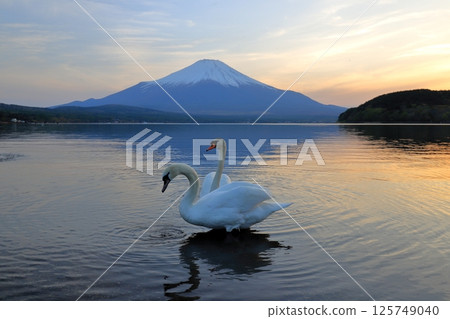 Swans at dusk Swans at dusk 125749040