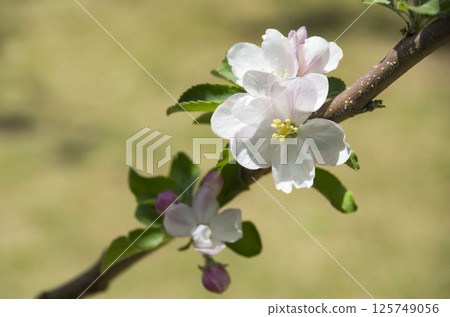 蘋果花 蘋果花 125749056