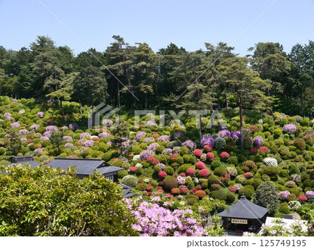 鹽船觀音寺，杜鵑花名勝 125749195