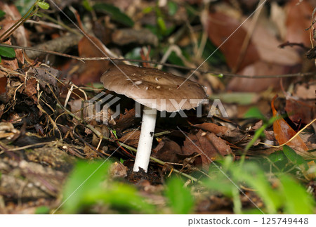 A single gray-brown genus of mushrooms (side view, macro flash photography in natural environment) A single gray-brown genus of mushrooms (side view, macro flash photography in natural environment) 125749448