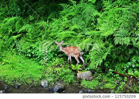 穿過森林的野鹿日本自然和動物圖像素材 穿過森林的野鹿日本自然和動物圖像素材 125750209