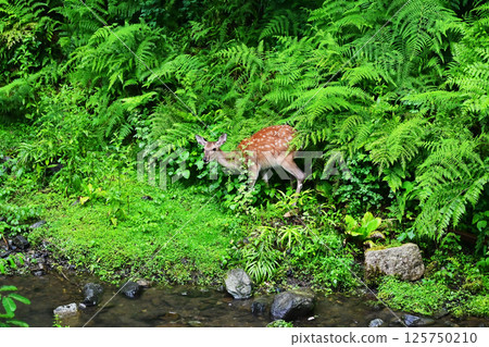 Wild deer walking through the forest Japanese nature and animals image material 125750210