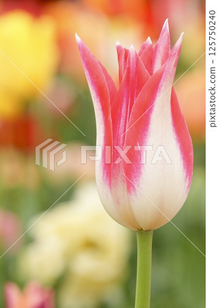 Beautiful tulip flowers, lily blooms, red and white Beautiful tulip flowers, lily blooms, red and white 125750240
