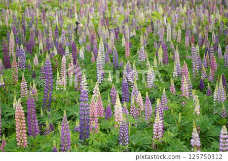 Lupine 13 125750312