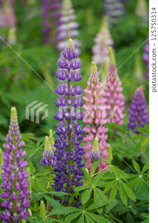 Lupine 11 125750314