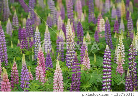 Lupine 1 125750315