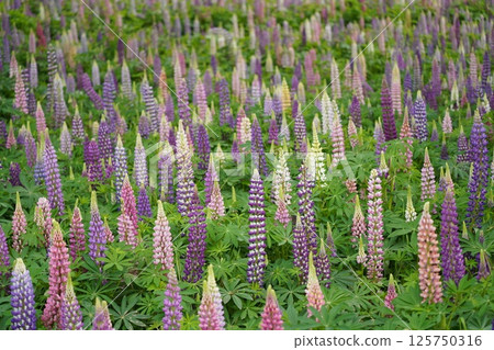 羽扇豆9號 125750316