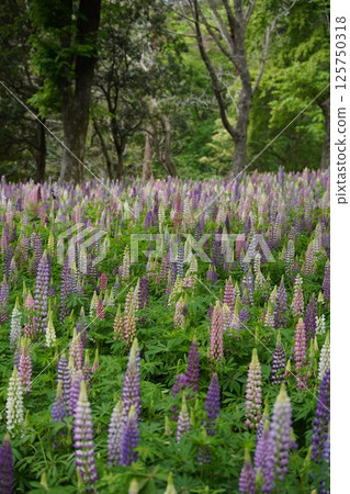 Lupine 7 125750318