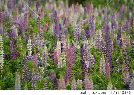 羽扇豆 10 125750326