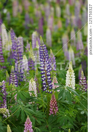 羽扇豆 16 125750327