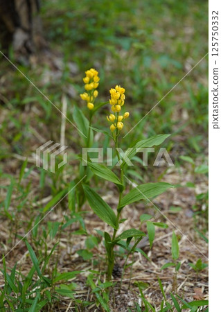 金蘭花15 125750332