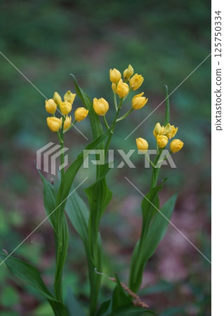 Golden orchid 14 125750334