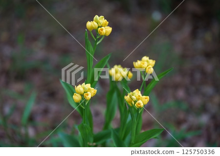 金蘭花10 金蘭花10 125750336