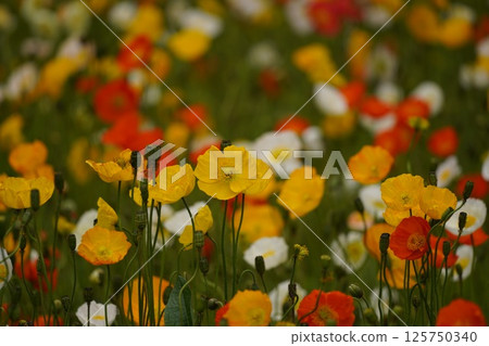 Iceland Poppy 125750340