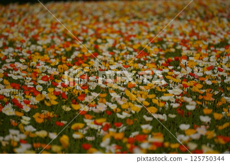 A field of Icelandic poppies 4 A field of Icelandic poppies 4 125750344