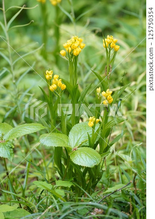 Golden orchid 3 Golden orchid 3 125750354