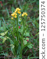 Golden orchid 8 125750374