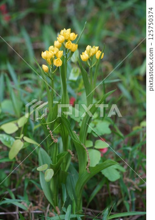 Golden orchid 8 125750374