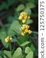 Golden orchid 7 125750375