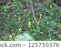 Golden orchid cluster 125750376