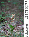 Calanthe 1 125750377