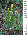 Golden orchid 4 125750378