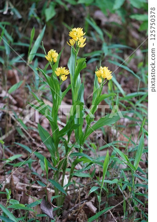 Golden orchid 4 125750378