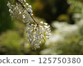 White wisteria 125750380