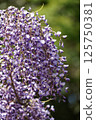 Fuji  125750381