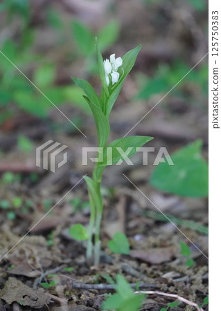 銀蘭花4 銀蘭花4 125750383