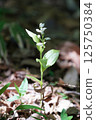 Silver orchid 3 125750384