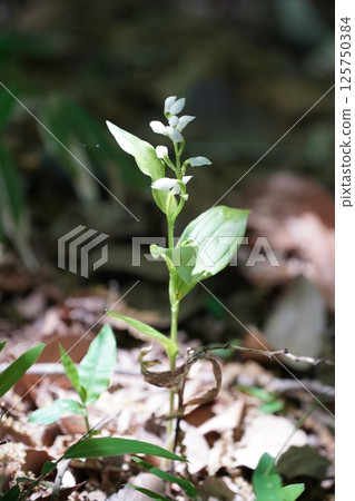 Silver orchid 3 125750384