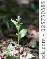 Silver orchid 2 125750385